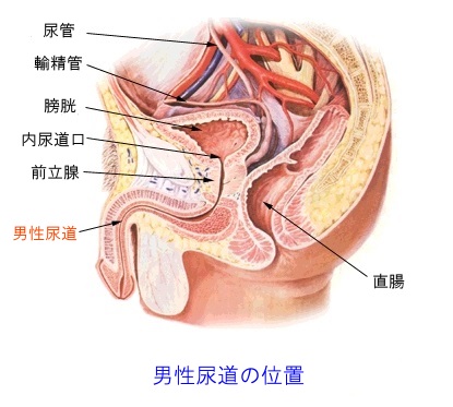 男性尿道と前立腺の位置