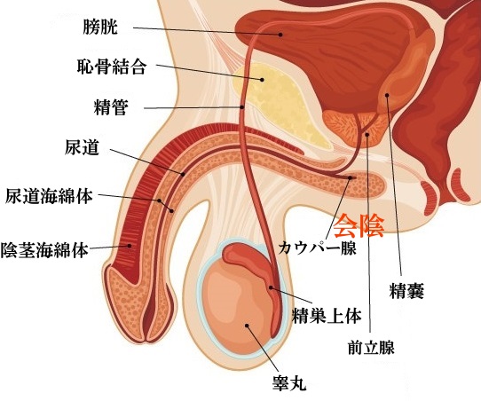 会陰と前立腺の関係を表現した図