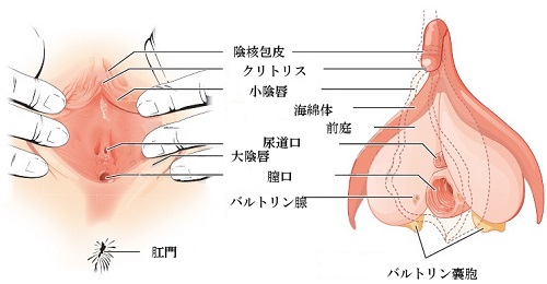 クリトリス・大陰唇・小陰唇・尿道口・膣口などの位置を示した図